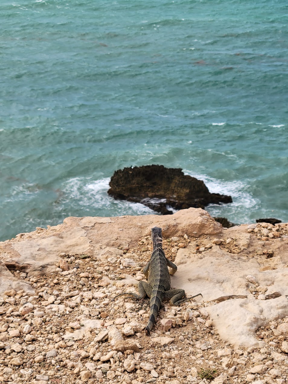Iguana in Puerto Rico